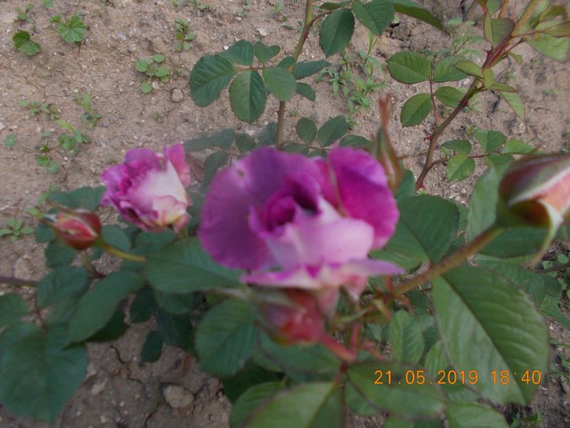  - Trandafiri 2019