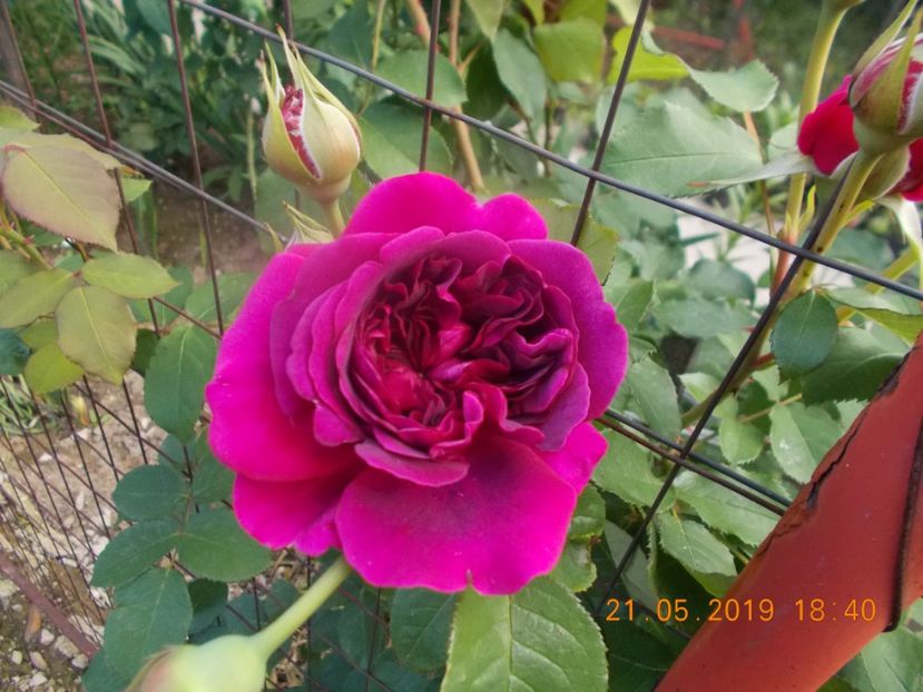  - Trandafiri 2019