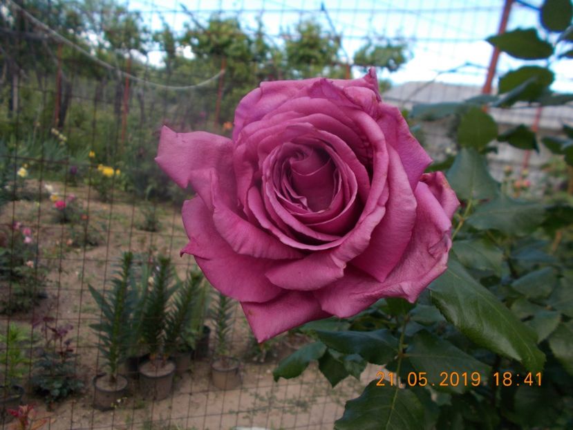  - Trandafiri 2019