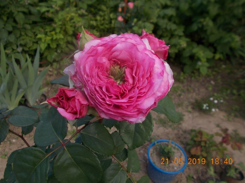 eisvogel - Trandafiri 2019