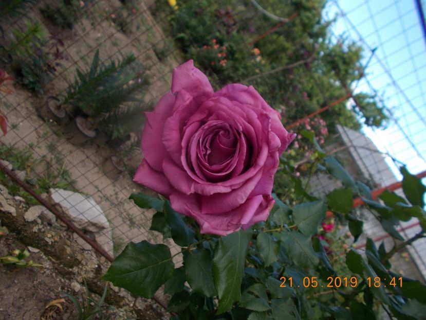  - Trandafiri 2019