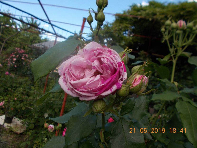  - Trandafiri 2019
