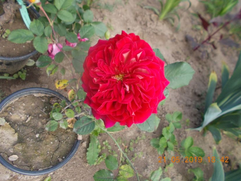  - Trandafiri 2019