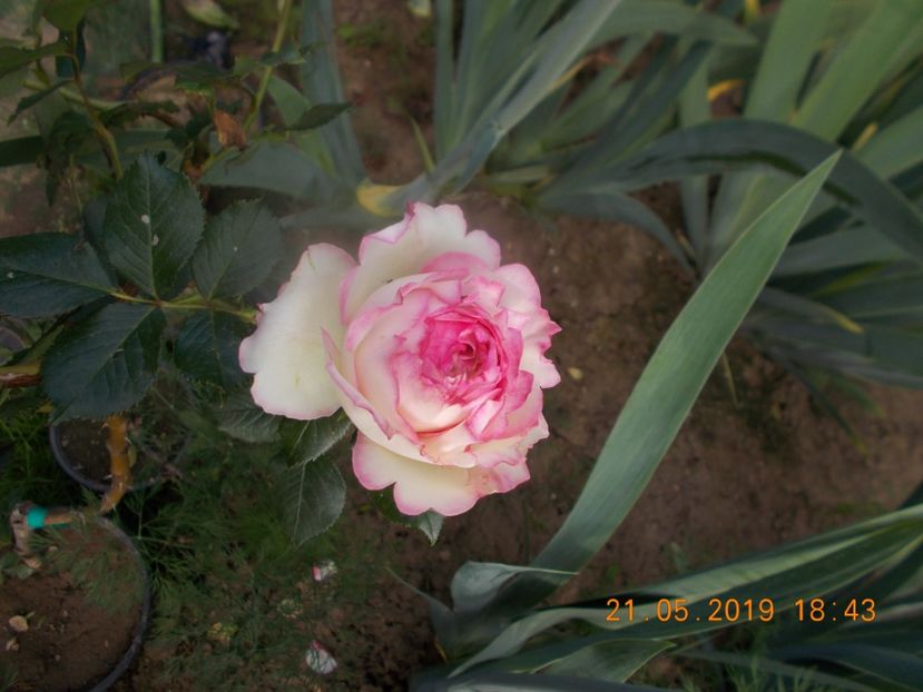 biedermeier - Trandafiri 2019