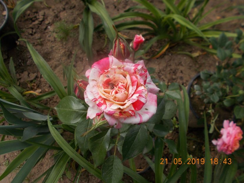  - Trandafiri 2019