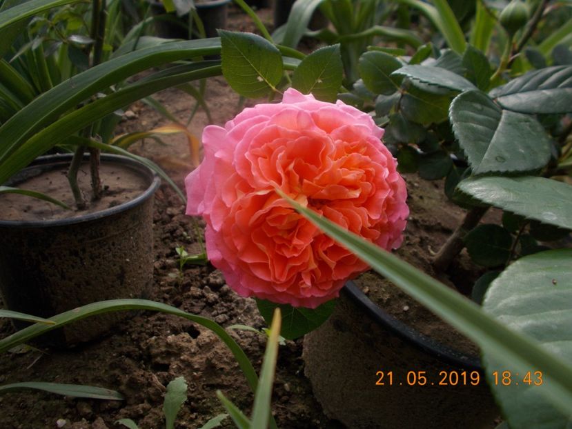 notre dame durosaire - Trandafiri 2019