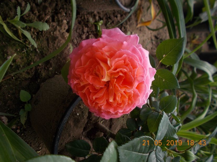  - Trandafiri 2019