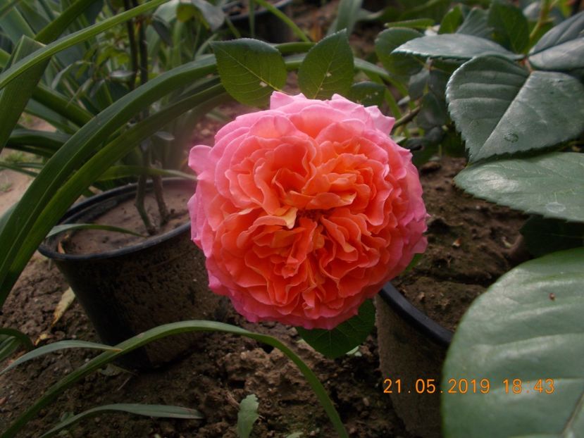  - Trandafiri 2019