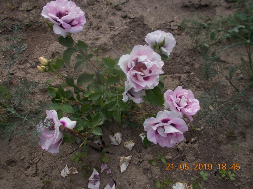  - Trandafiri 2019
