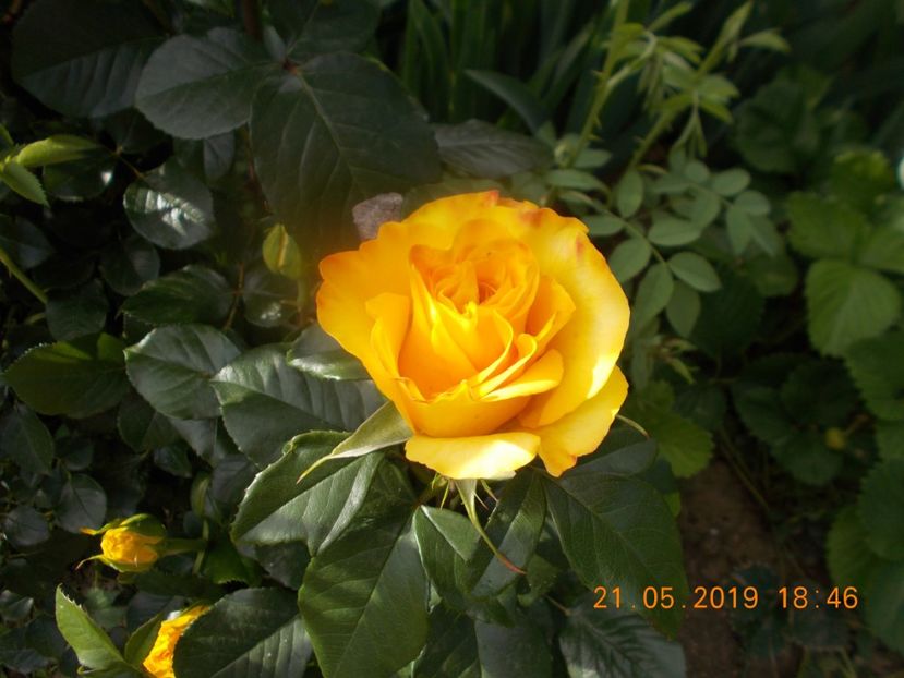 mabella - Trandafiri 2019