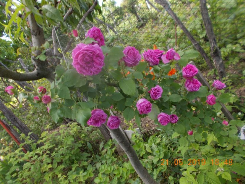  - Trandafiri 2019