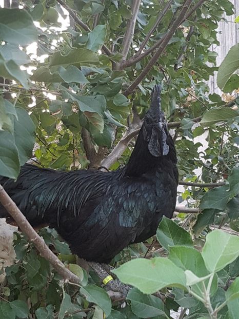  - ayam cemani