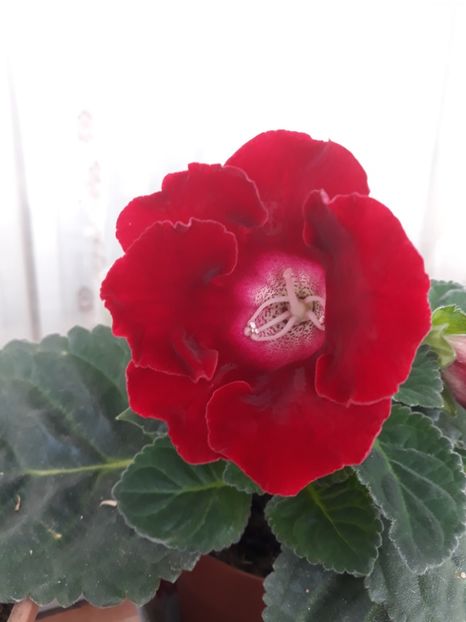  - gloxinii_2019