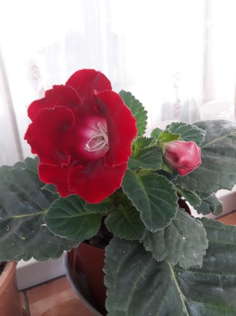  - gloxinii_2019