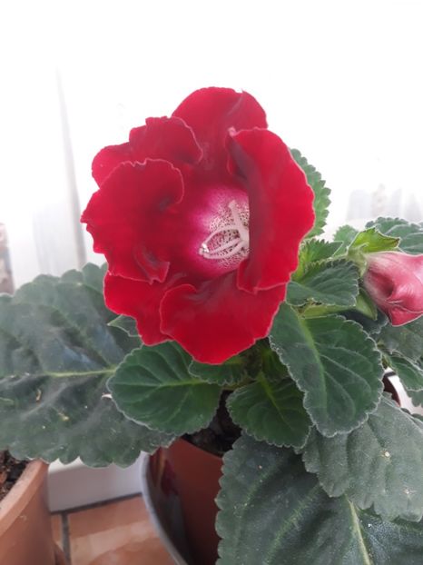  - gloxinii_2019