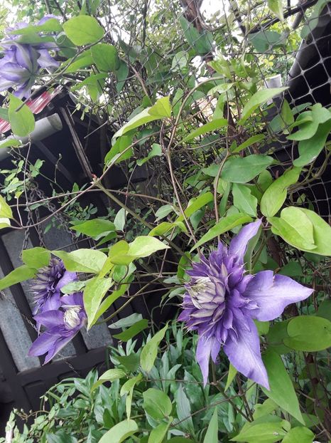  - Clematis 2017