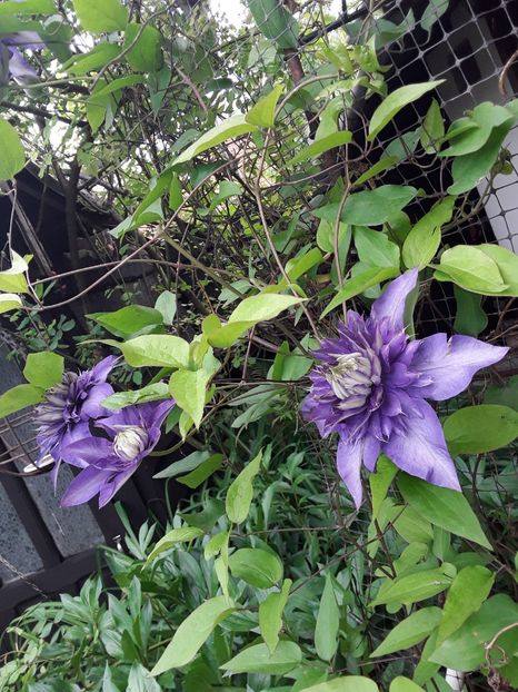  - Clematis 2017