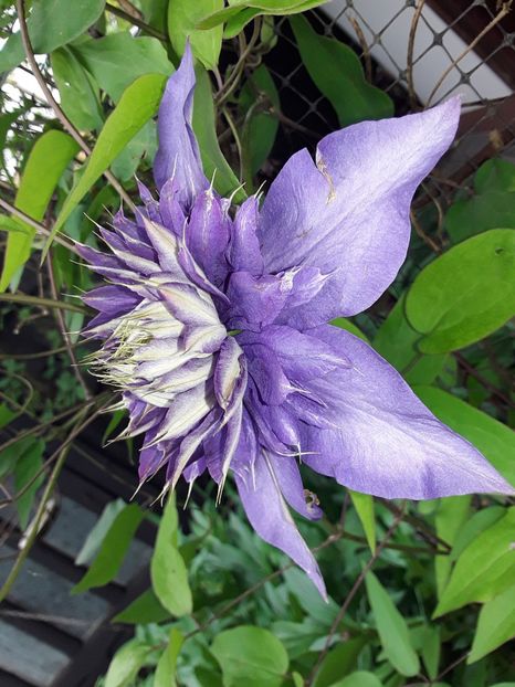  - Clematis 2017