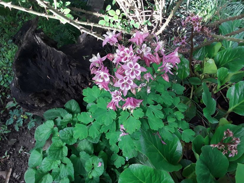  - Caldaruse Columbine
