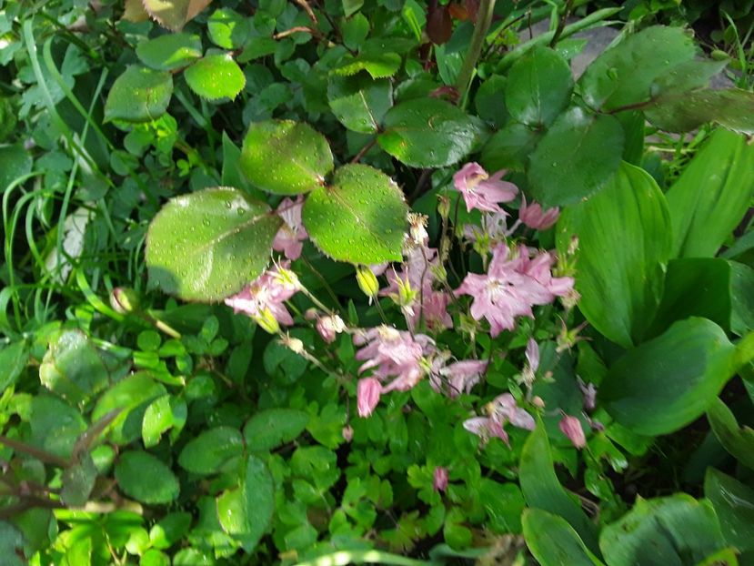  - Caldaruse Columbine