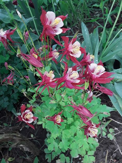  - Caldaruse Columbine