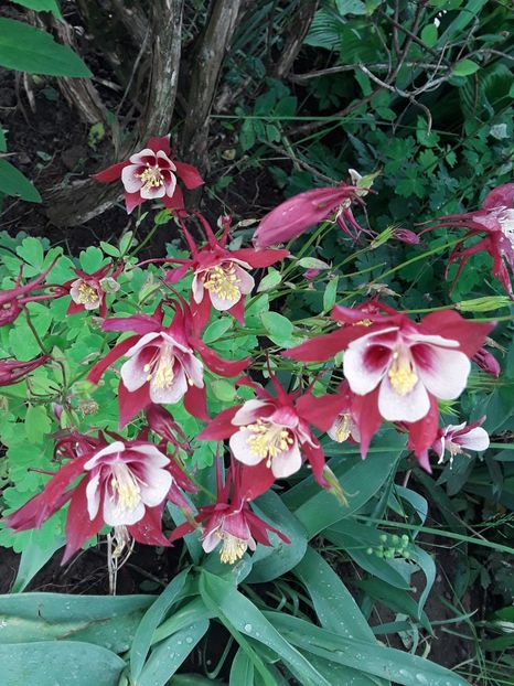  - Caldaruse Columbine
