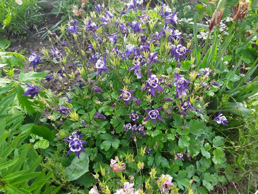  - Caldaruse Columbine
