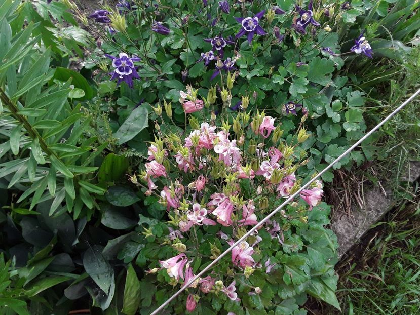  - Caldaruse Columbine