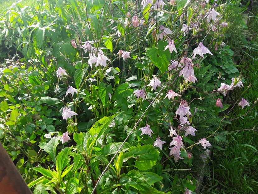  - Caldaruse Columbine
