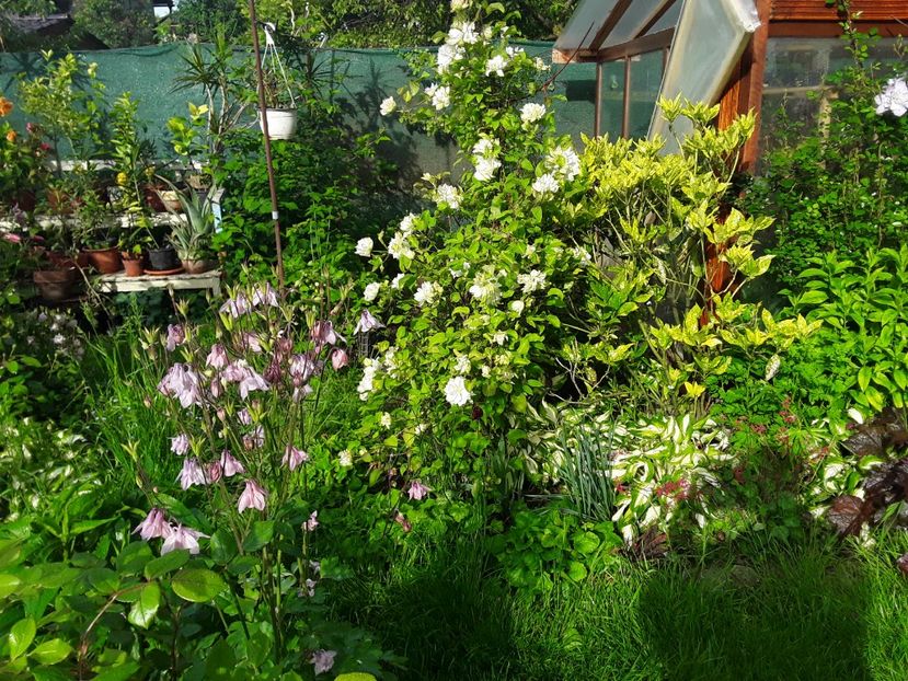 - Caldaruse Columbine