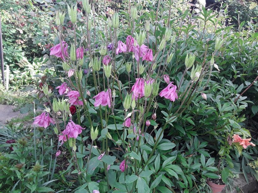  - Caldaruse Columbine
