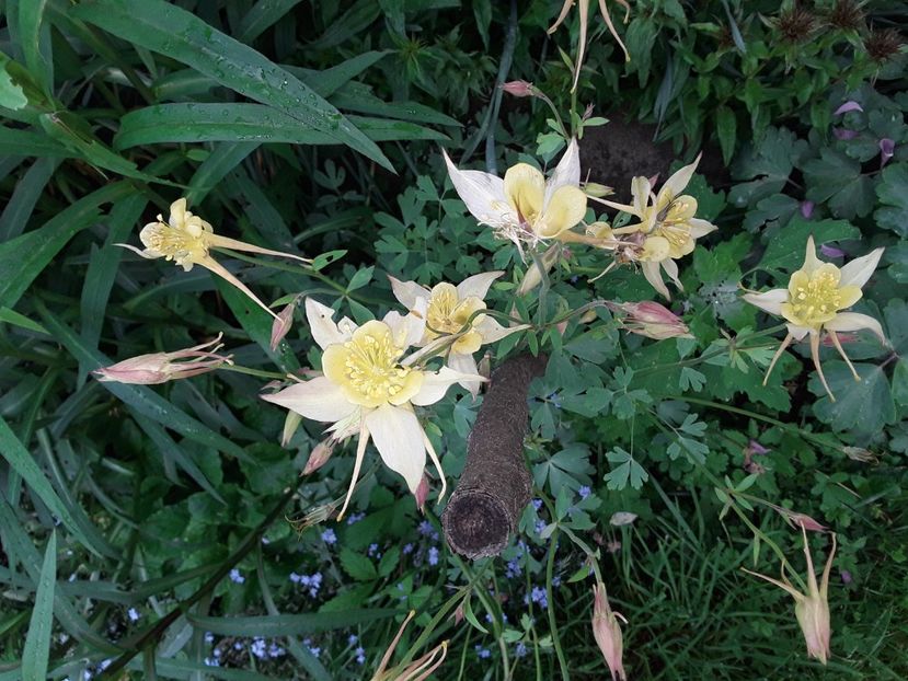  - Caldaruse Columbine