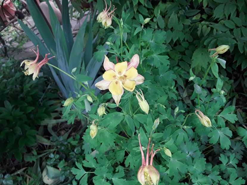  - Caldaruse Columbine