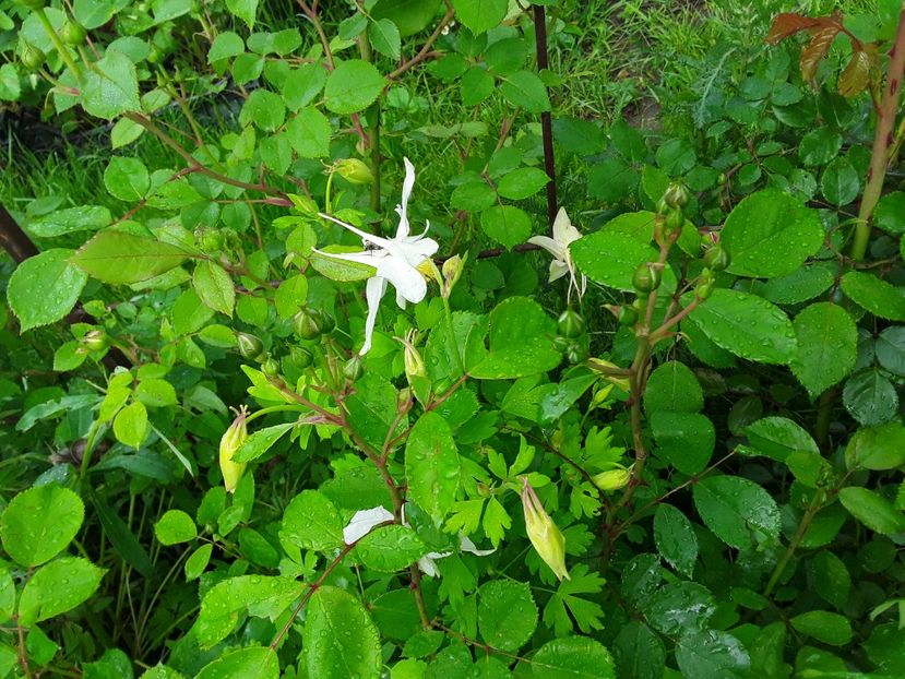  - Caldaruse Columbine