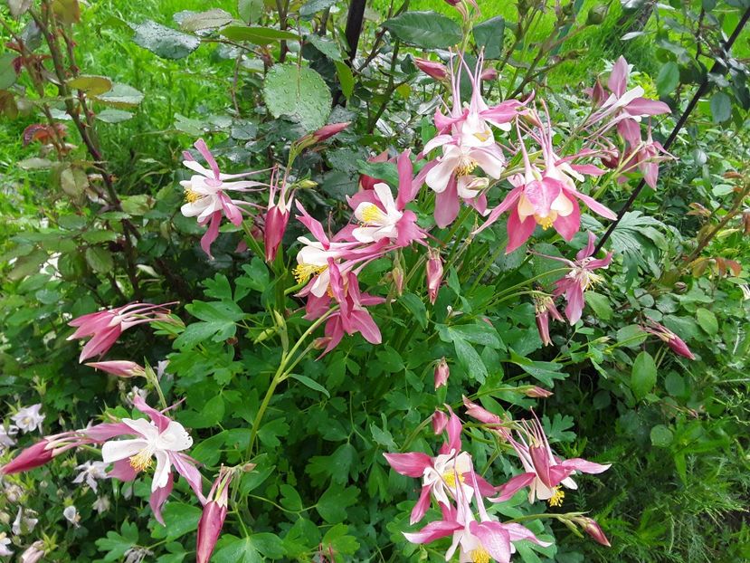  - Caldaruse Columbine