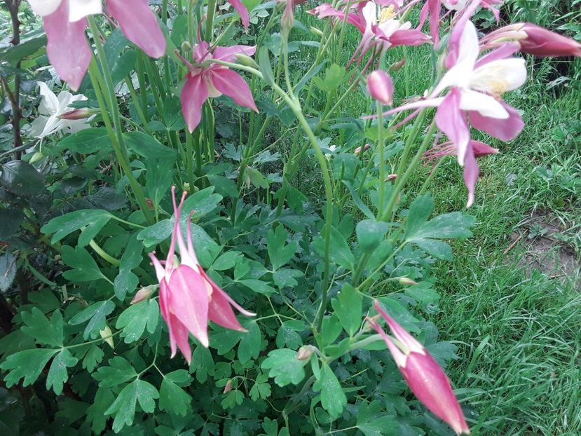  - Caldaruse Columbine