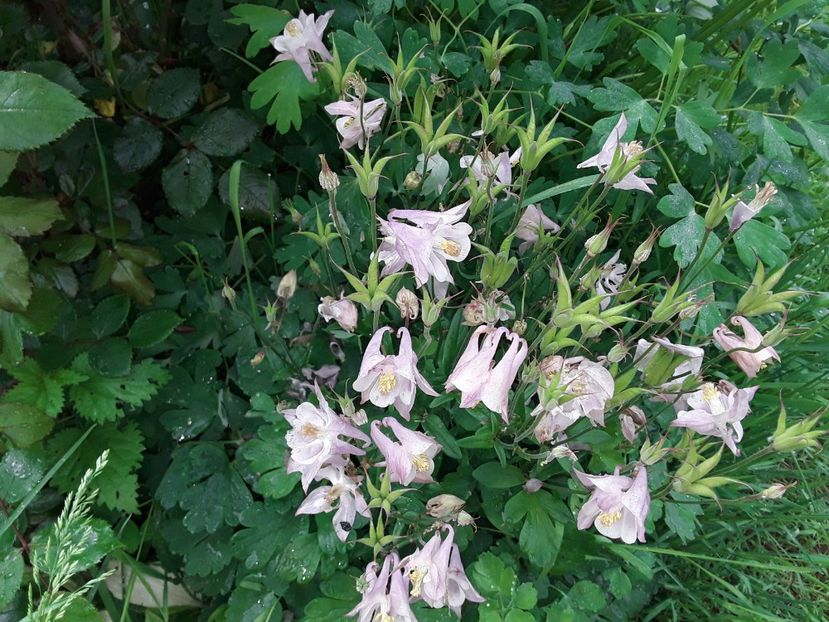  - Caldaruse Columbine