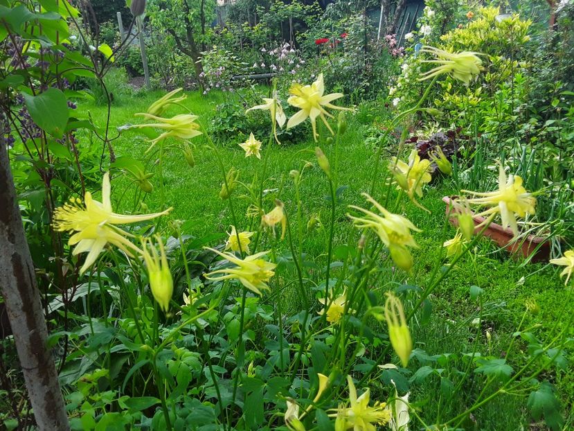  - Caldaruse Columbine