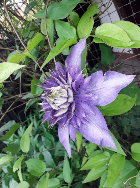  - Clematis 2019