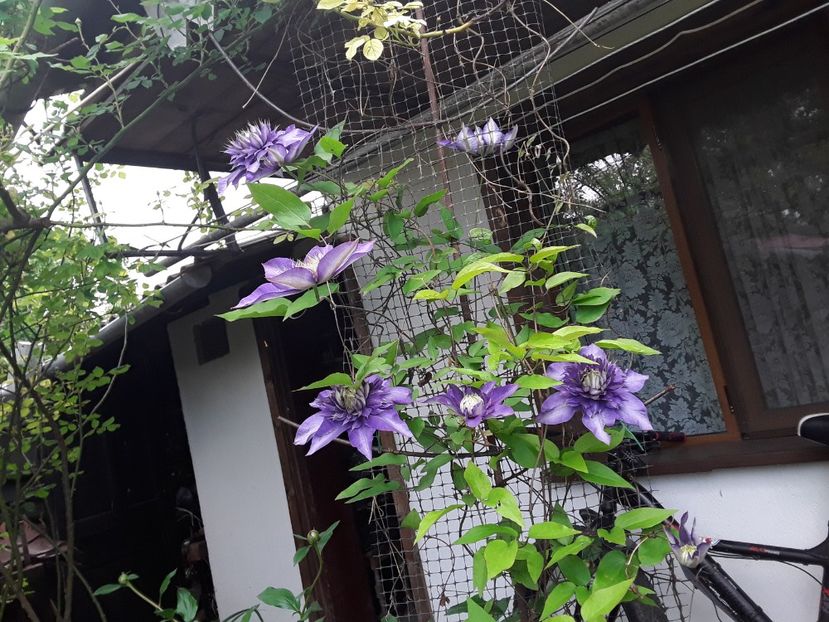  - Clematis 2019