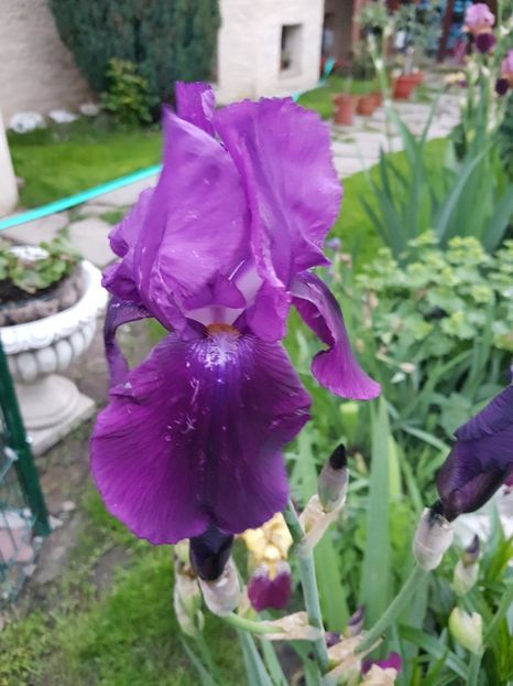Iris necunoscut 1 (N1) - Mai 2019