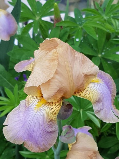 Muted melody(?) - Mai 2019