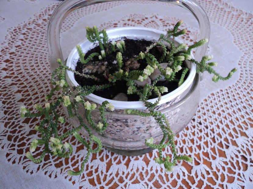 crassula lycopodioides mai 2019 - CACTUSI SI SUCULENTE