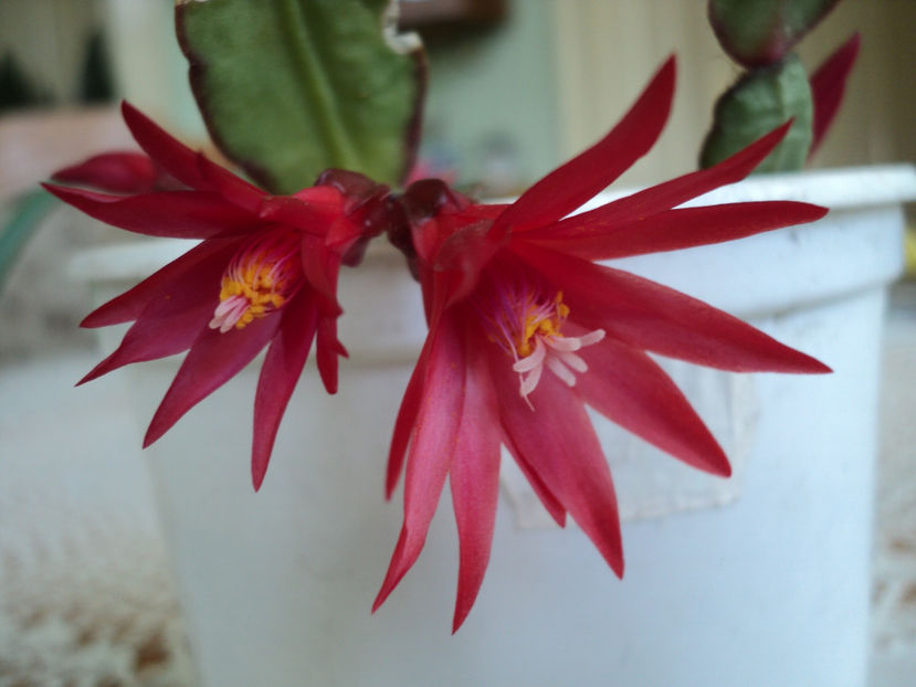  - RHIPSALIDOPSIS -Hatiora -Schlumbergera