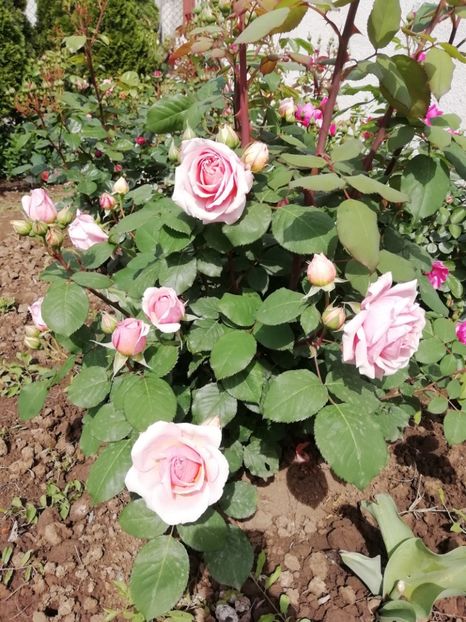 2019-22.05 - Festival de Jardin Chaumont