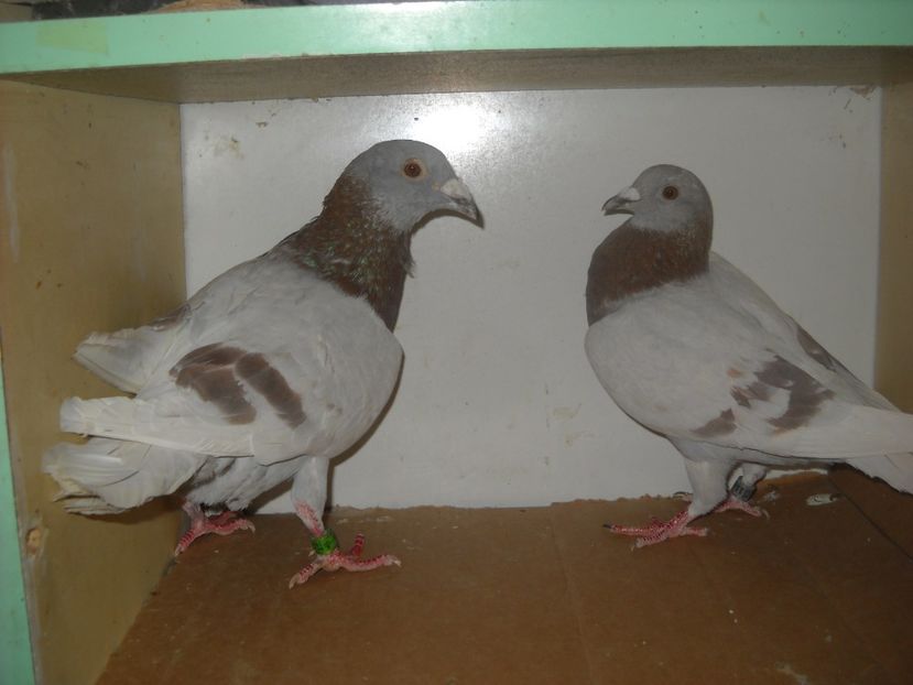  - UNDEVA IN SUCEAVA arhiva