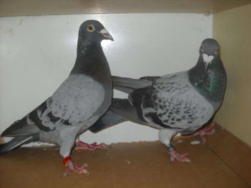  - UNDEVA IN SUCEAVA arhiva