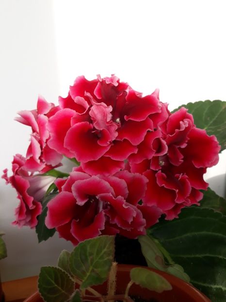  - gloxinii_2019