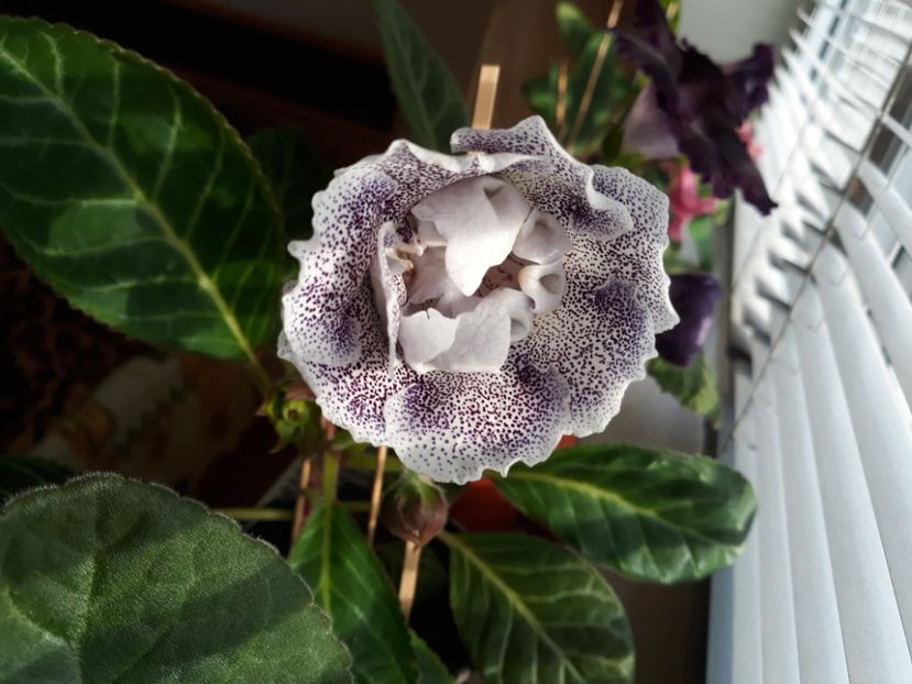  - gloxinii_2019