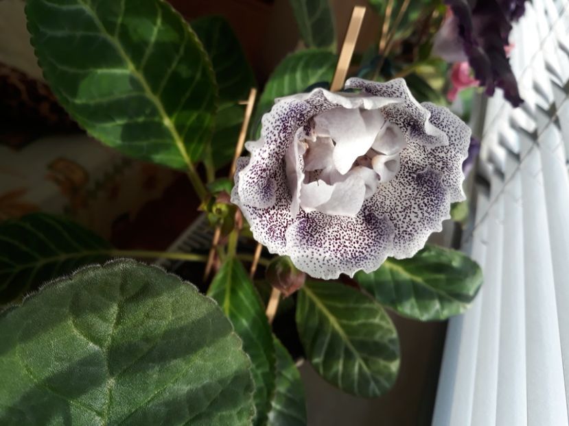  - gloxinii_2019